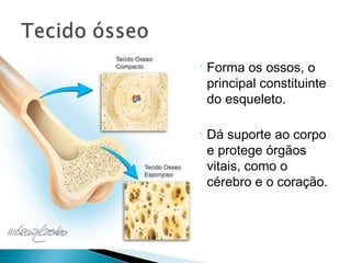  Forma os ossos, o
principal constituinte
do esqueleto.
 Dá suporte ao corpo
e protege órgãos
vitais, como o
cérebro e o coração.
 