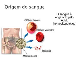 O sangue é
originado pelo
tecido
hemocitopoiético
 
