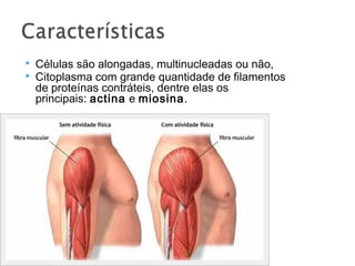  Células são alongadas, multinucleadas ou não,
 Citoplasma com grande quantidade de filamentos
de proteínas contráteis, dentre elas os
principais: actina e miosina.
 