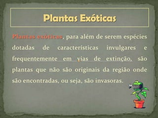 Plantas exóticas, para além de serem espécies
dotadas de características invulgares e
frequentemente em vias de extinção, são
plantas que não são originais da região onde
são encontradas, ou seja, são invasoras.
 