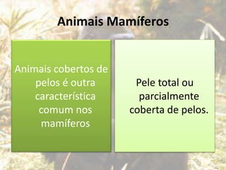 Animais Mamíferos
Animais cobertos de
pelos é outra
característica
comum nos
mamíferos
Pele total ou
parcialmente
coberta de pelos.