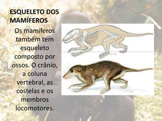 ESQUELETO DOS
MAMÍFEROS
Os mamíferos
também tem
esqueleto
composto por
ossos. O crânio,
a coluna
vertebral, as
costelas e os
membros
locomotores.
