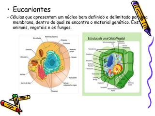• Eucariontes
- Células que apresentam um núcleo bem definido e delimitado por uma
   membrana, dentro do qual se encontra o material genético. Exs:
   animais, vegetais e os fungos.
 