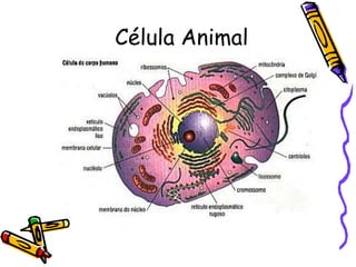 Célula Animal
 