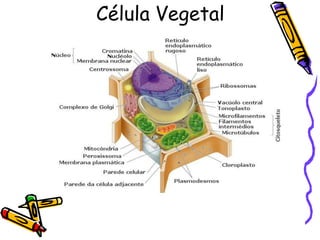 Célula Vegetal
 