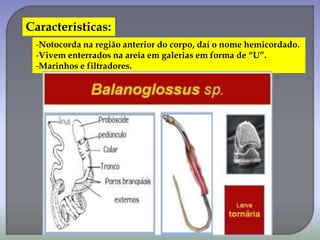 Características:
-Notocorda na região anterior do corpo, daí o nome hemicordado.
-Vivem enterrados na areia em galerias em forma de “U”.
-Marinhos e filtradores.
 