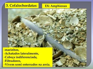 3. Cefalochordatas: EX: Amphioxus
-marinhos,
-Achatados lateralmente,
-Cabeça indiferenciada,
-Filtradores,
-Vivem semi enterrados na areia.
 