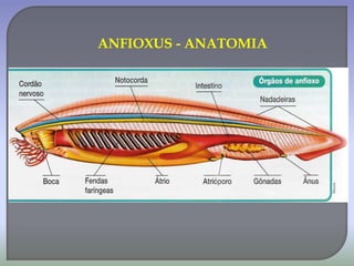 ANFIOXUS - ANATOMIA
 