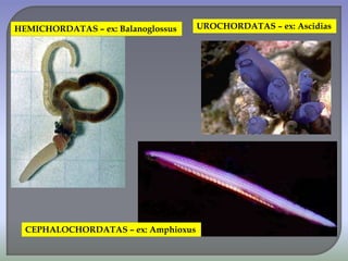 HEMICHORDATAS – ex: Balanoglossus UROCHORDATAS – ex: Ascidias
CEPHALOCHORDATAS – ex: Amphioxus
 