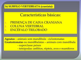 b) SUBFILO VERTEBRATA (craniata):
Características básicas:
1. PRESENÇA DE CAIXA CRANIANA
2. COLUNA VERTEBRAL
3. ENCÉFALO TRILOBADO
Agnatas – animais sem mandíbula - ciclostomatas
Gnatostomatas ou mandibulatas – animais com mandibula
- superclasse peixes
- tetrápodas: anfíbios, répteis, aves e mamíferos
 