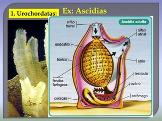 1. Urochordatas: Ex: Ascidias
 