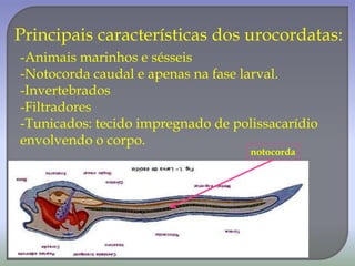Principais características dos urocordatas:
-Animais marinhos e sésseis
-Notocorda caudal e apenas na fase larval.
-Invertebrados
-Filtradores
-Tunicados: tecido impregnado de polissacarídio
envolvendo o corpo.
notocorda
 