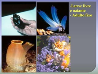 -Larva: livre
e natante
- Adulto fixo
 