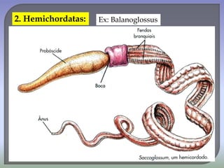 2. Hemichordatas: Ex: Balanoglossus
 
