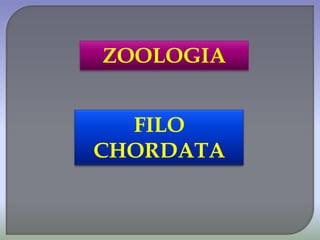 ZOOLOGIA
FILO
CHORDATA
 