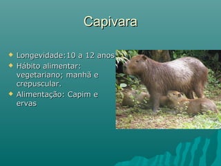 CapivaraCapivara
 Longevidade:10 a 12 anosLongevidade:10 a 12 anos
 Hábito alimentar:Hábito alimentar:
vegetariano; manhã evegetariano; manhã e
crepuscular.crepuscular.
 Alimentação: Capim eAlimentação: Capim e
ervaservas
 