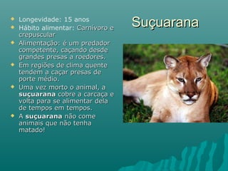  Longevidade: 15 anos
 Hábito alimentar: Carnívoro eCarnívoro e
crepuscularcrepuscular
 Alimentação:Alimentação: é um predadoré um predador
competente, caçando desdecompetente, caçando desde
grandes presas a roedores.grandes presas a roedores.
 Em regiões de clima quenteEm regiões de clima quente
tendem a caçar presas detendem a caçar presas de
porte médio.porte médio.
 Uma vez morto o animal, aUma vez morto o animal, a
suçuaranasuçuarana cobre a carcaça ecobre a carcaça e
volta para se alimentar delavolta para se alimentar dela
de tempos em tempos.de tempos em tempos.
 AA suçuaranasuçuarana não comenão come
animais que não tenhaanimais que não tenha
matado!matado!
SuçuaranaSuçuarana
 