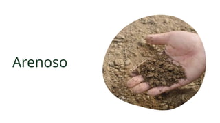 Arenoso
 