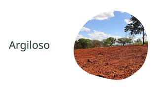 Argiloso
 