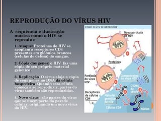 REPRODUÇÃO DO VÍRUS HIV
A sequência e ilustração
  mostra como o HIV se
  reproduz
  1. Ataque: Proteínas do HIV se
  acoplam a receptores CD4
  presentes em glóbulos brancos
  (células de defesa) do sangue.
  2. Cópia dos genes: o HIV faz uma
  cópia de seu próprio material
  genético.
  3. Replicação: O vírus aloja a cópia
  de seus genes no DNA da célula
  hospedeira. Quando essa célula
  começa a se reproduzir, partes do
  vírus também são reproduzidas.
  4. Novo vírus: são partes do vírus
  que se unem perto da parede
  celular, originando um novo vírus
  do HIV.
 