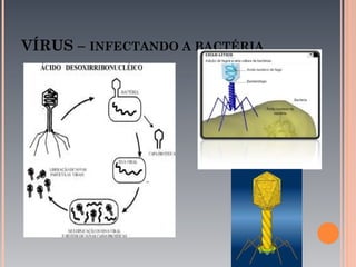 VÍRUS – INFECTANDO A BACTÉRIA
 