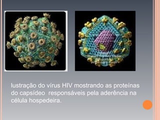lustração do vírus HIV mostrando as proteínas
do capsídeo responsáveis pela aderência na
célula hospedeira.
 