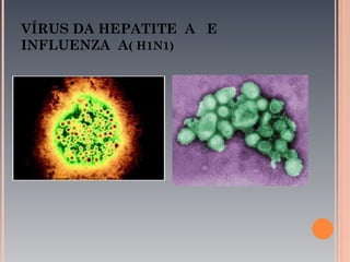 VÍRUS DA HEPATITE A E
INFLUENZA A( H1N1)
 