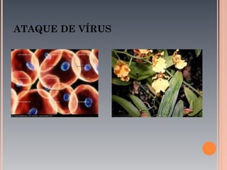 ATAQUE DE VÍRUS
 
