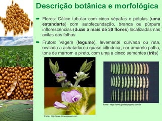 Descrição botânica e morfológica
 Flores: Cálice tubular com cinco sépalas e pétalas (uma
estandarte) com autofecundação, branca ou púrpura
inflorescências (duas a mais de 30 flores) localizadas nas
axilas das folhas
 Frutos: Vagem (legume), levemente curvada ou reta,
ovalada a achatada ou quase cilíndrica, cor amarelo palha,
tons de marrom e preto, com uma a cinco sementes (três)
Fonte: http://www.dirceugassen.com
Fonte: https://www.portalsyngenta.com.br
 