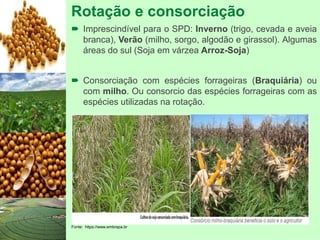 Rotação e consorciação
 Imprescindível para o SPD: Inverno (trigo, cevada e aveia
branca), Verão (milho, sorgo, algodão e girassol). Algumas
áreas do sul (Soja em várzea Arroz-Soja)
 Consorciação com espécies forrageiras (Braquiária) ou
com milho. Ou consorcio das espécies forrageiras com as
espécies utilizadas na rotação.
Fonte: https://www.embrapa.br
 