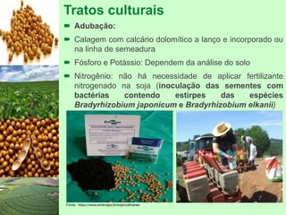 Tratos culturais
 Adubação:
 Calagem com calcário dolomítico a lanço e incorporado ou
na linha de semeadura
 Fósforo e Potássio: Dependem da análise do solo
 Nitrogênio: não há necessidade de aplicar fertilizante
nitrogenado na soja (inoculação das sementes com
bactérias contendo estirpes das espécies
Bradyrhizobium japonicum e Bradyrhizobium elkanii)
Fonte: https://www.embrapa.br/soja/cultivares
 
