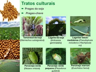 Tratos culturais
 Pragas da soja
 Pragas-chave
Fonte:https://www.agrolink.com.br
Tamanduá-da-soja
(Sternechus subsignatus)
Lagarta-da-soja
(Anticarsia
gemmatalis)
Lagartas falsas-
medideiras (Pseudoplusia
includens e Rachiplusia
nu)
Percevejo verde
pequeno (Piezodorus
guildinii)
Percevejo marrom
(Euschistus heros)
Percevejo-verde
(Nezara viridula)
 