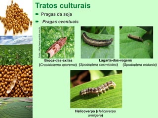 Tratos culturais
 Pragas da soja
 Pragas eventuais
Fonte:https://www.agrolink.com.br
Broca-das-axilas
(Crocidosema aporema)
Lagarta-das-vagens
Helicoverpa (Helicoverpa
armigera)
(Spodoptera cosmioides) (Spodoptera eridania)
 