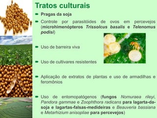 Tratos culturais
 Pragas da soja
 Controle por parasitóides de ovos em percevejos
(microhimenópteros Trissolcus basalis e Telenomus
podisi)
 Uso de barreira viva
 Uso de cultivares resistentes
 Aplicação de extratos de plantas e uso de armadilhas e
feromônios
 Uso de entomopatógenos (fungos Nomuraea rileyi,
Pandora gammae e Zoophthora radicans para lagarta-da-
soja e lagartas-falsas-medideiras e Beauveria bassiana
e Metarhizium anisopliae para percevejos)
 