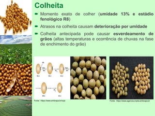 Colheita
 Momento exato de colher (umidade 13% e estádio
fenológico R8)
 Atrasos na colheita causam deterioração por umidade
 Colheita antecipada pode causar esverdeamento de
grãos (altas temperaturas e ocorrência de chuvas na fase
de enchimento do grão)
Fonte: https://www.embrapa.br/soja Fonte: https://www.agencia.cnptia.embrapa.br
 