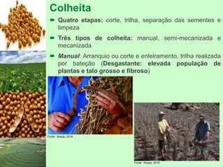Colheita
 Quatro etapas: corte, trilha, separação das sementes e
limpeza
 Três tipos de colheita: manual, semi-mecanizada e
mecanizada
 Manual: Arranquio ou corte e enleiramento, trilha realizada
por bateção (Desgastante: elevada população de
plantas e talo grosso e fibroso)
Fonte: Araújo, 2016
Fonte: Araújo, 2016
 