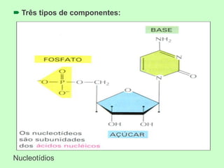  Três tipos de componentes:
Nucleotídios
 