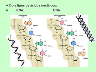  Dois tipos de ácidos nucléicos:
 RNA DNA
 