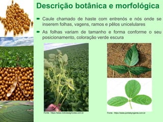 Descrição botânica e morfológica
 Caule chamado de haste com entrenós e nós onde se
inserem folhas, vagens, ramos e pêlos unicelulares
 As folhas variam de tamanho e forma conforme o seu
posicionamento, coloração verde escura
Fonte: https://www.noticiasagricolas.com.br Fonte: https://www.portalsyngenta.com.br
 