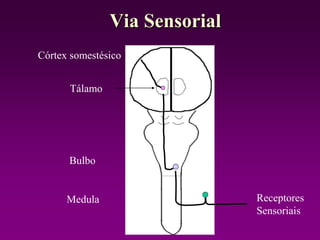 Via Sensorial
Tálamo
Córtex somestésico
Bulbo
Medula Receptores
Sensoriais
 