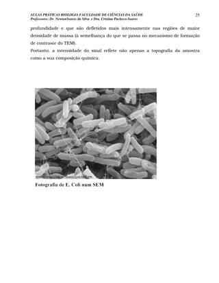 AULAS PRÁTICAS BIOLOGIA FACULDADE DE CIÊNCIAS DA SAÚDE                   25
Professores: Dr. NewtonSoares da Silva e Dra. Cristina Pacheco-Soares

profundidade e que são defletidos mais intensamente nas regiões de maior
densidade de massa (à semelhança do que se passa no mecanismo de formação
de contraste do TEM).
Portanto, a intensidade do sinal reflete não apenas a topografia da amostra
como a sua composição química.
 