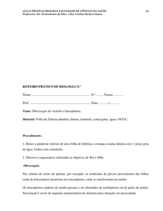 AULAS PRÁTICAS BIOLOGIA FACULDADE DE CIÊNCIAS DA SAÚDE                                                                38
Professores: Dr. NewtonSoares da Silva e Dra. Cristina Pacheco-Soares




ROTEIRO PRÁTICO DE BIOLOGIA N.º

Nome: ......................................................................... N.º: ....... Turma: ...........

Prof.: ........................................................................... Data: ............/.............

Tema: Observação de vacúolo e leucoplastos.

Material: Folha de Zebrina pêndula, lâmina, lamínula, conta-gotas, água e M.O.C.




Procedimento:

1. Retire a epiderme inferior de uma folha de Zebrina e coloque-a numa lâmina com 1 (uma) gota
de água. Cubra com a lamínula.

2. Observe e esquematize utilizando as objetivas de 40x e 400x.

Observação:

Nas células de raízes de plantas, por exemplo, as moléculas de glicose provenientes das folhas
(sede da fotossíntese) penetram nos leucoplastos, onde se transformam em amido.

Os leucoplastos repletos de amido passam a ser chamados de amiloplastos ou de grãos de amido.
Sua função é servir de organela armazenadora de alimento para situações de necessidade.
 