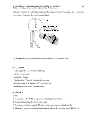 AULAS PRÁTICAS BIOLOGIA FACULDADE DE CIÊNCIAS DA SAÚDE                                      45
Professores: Dr. NewtonSoares da Silva e Dra. Cristina Pacheco-Soares

moléculas protéicas de mobilidade lateral, no plano da membrana. As proteínas são os principais
componentes funcionais das membranas celulares.




Fig. 1- Modelo de organização das membranas biológicas em “mosaico fluido”.




2. MATERIAL
- Folhas de Elodea sp. - Vermelho de Congo
- Lâminas - Lamparinas
- Lamínulas - Pinças
- Papel de filtro - Copos de precipitação com água
- Solução de cloreto de sódio a 5% - Vidro de relógio
- Suspensão de leveduras - Tubos de ensaio


3. TÉCNICA
Exp.1
1. Coloque uma folha de Elodea sp. numa gota de água numa lâmina.
2. Coloque a lamínula e observe ao microscópio.
3. Coloque um pedaço de papel de filtro em contacto com uma aresta da lamínula.
4. Adicione na outra extremidade da lamínula uma solução de cloreto de sódio (NaCl) a 5%.
 