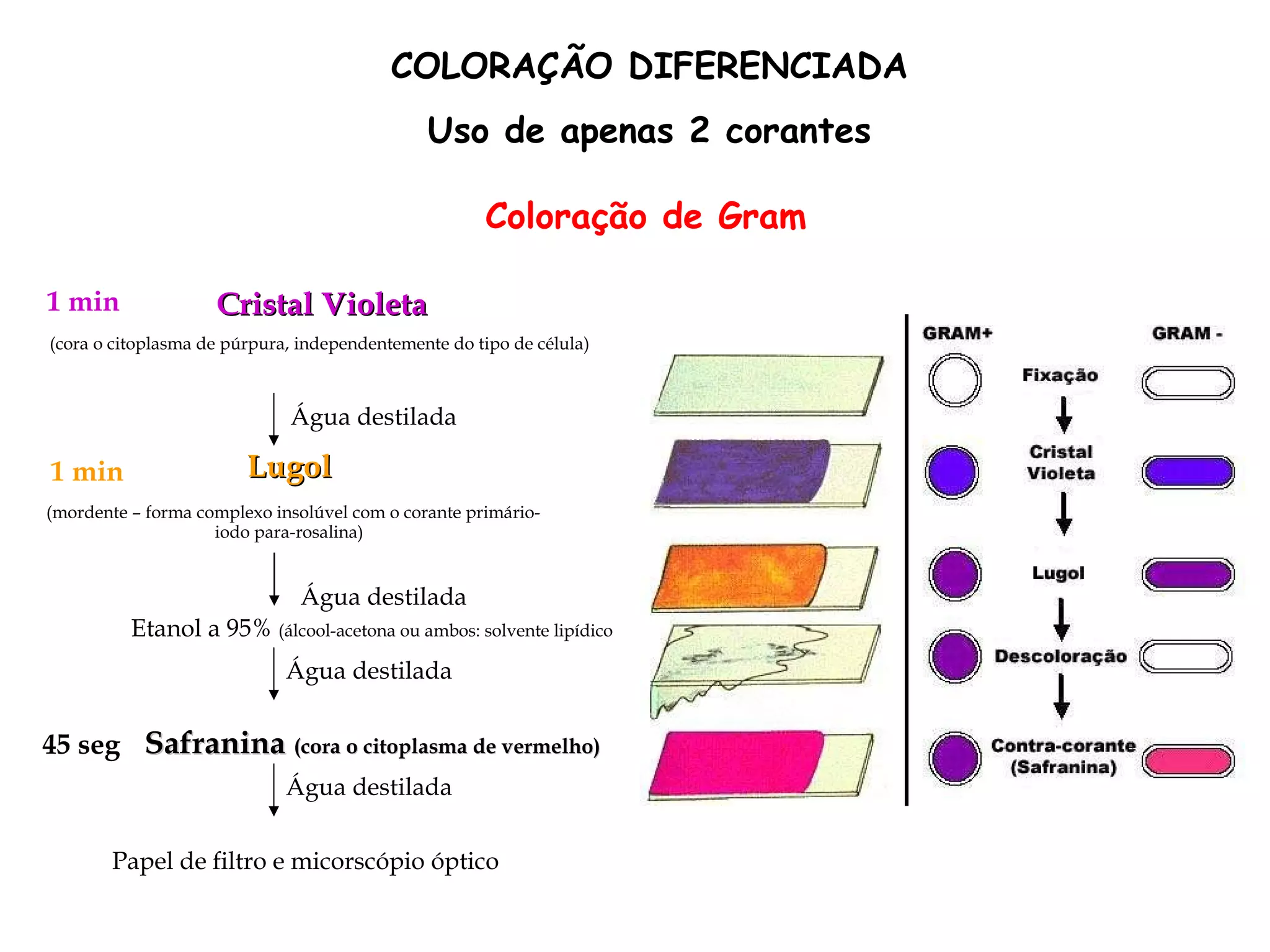 COLORAÇÃO DIFERENCIADA Uso de apenas 2 corantes Lugol (mordente – forma complexo insolúvel com o corante primário-iodo para-rosalina) 1 min Água destilada Cristal Violeta (cora o citoplasma de púrpura, independentemente do tipo de célula)  1 min Água destilada Etanol a 95%  (álcool-acetona ou ambos: solvente lipídico  Água destilada Safranina  (cora o citoplasma de vermelho)   45 seg Água destilada Papel de filtro e micorscópio óptico Coloração de Gram  