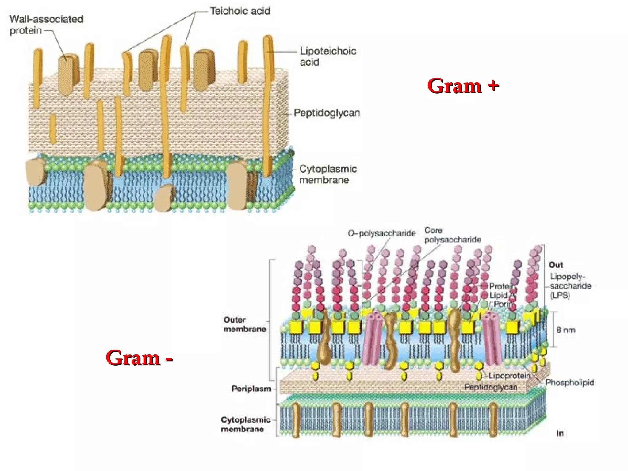 Gram + Gram - 