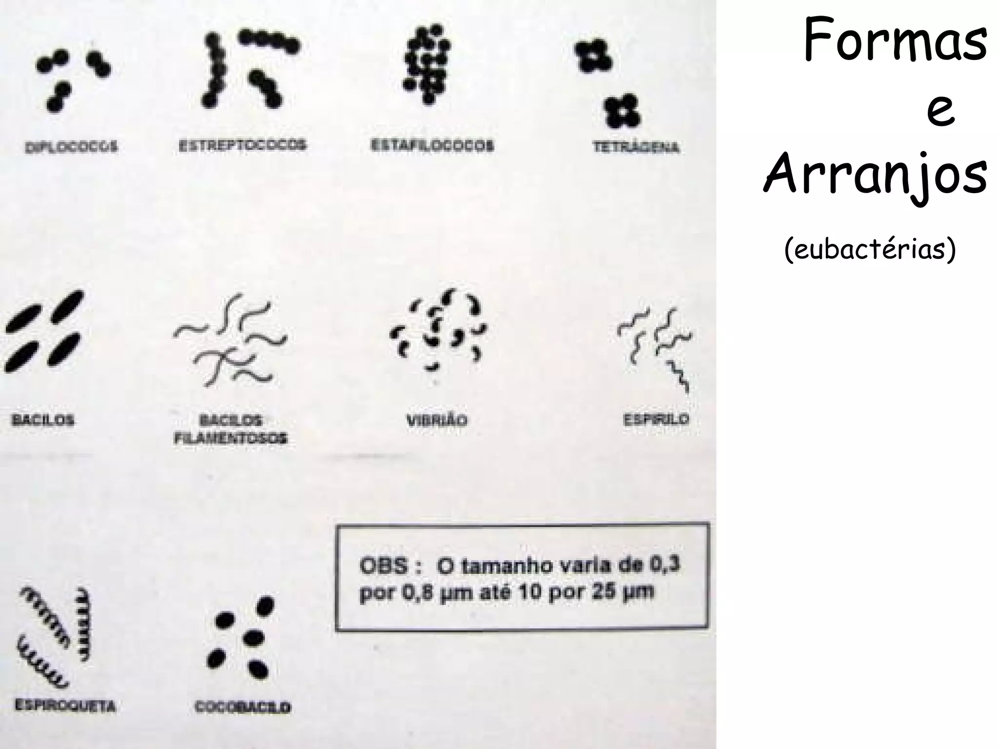 Formas e  Arranjos (eubactérias)   