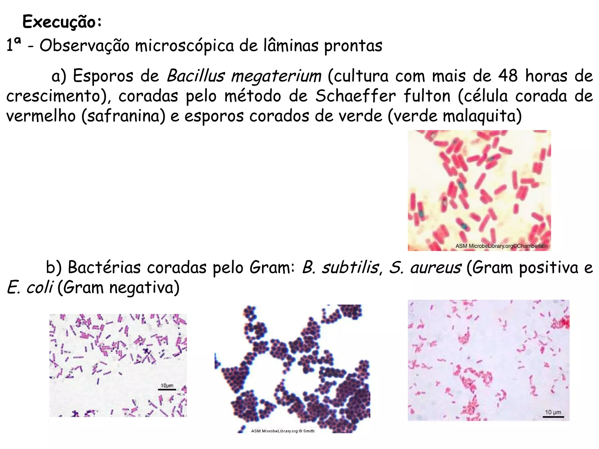 Execução: 1ª - Observação microscópica de lâminas prontas a) Esporos de  Bacillus megaterium  (cultura com mais de 48 horas de crescimento), coradas pelo método de Schaeffer fulton (célula corada de vermelho (safranina) e esporos corados de verde (verde malaquita) b) Bactérias coradas pelo Gram:  B. subtilis ,  S. aureus  (Gram positiva e  E. coli  (Gram negativa) 