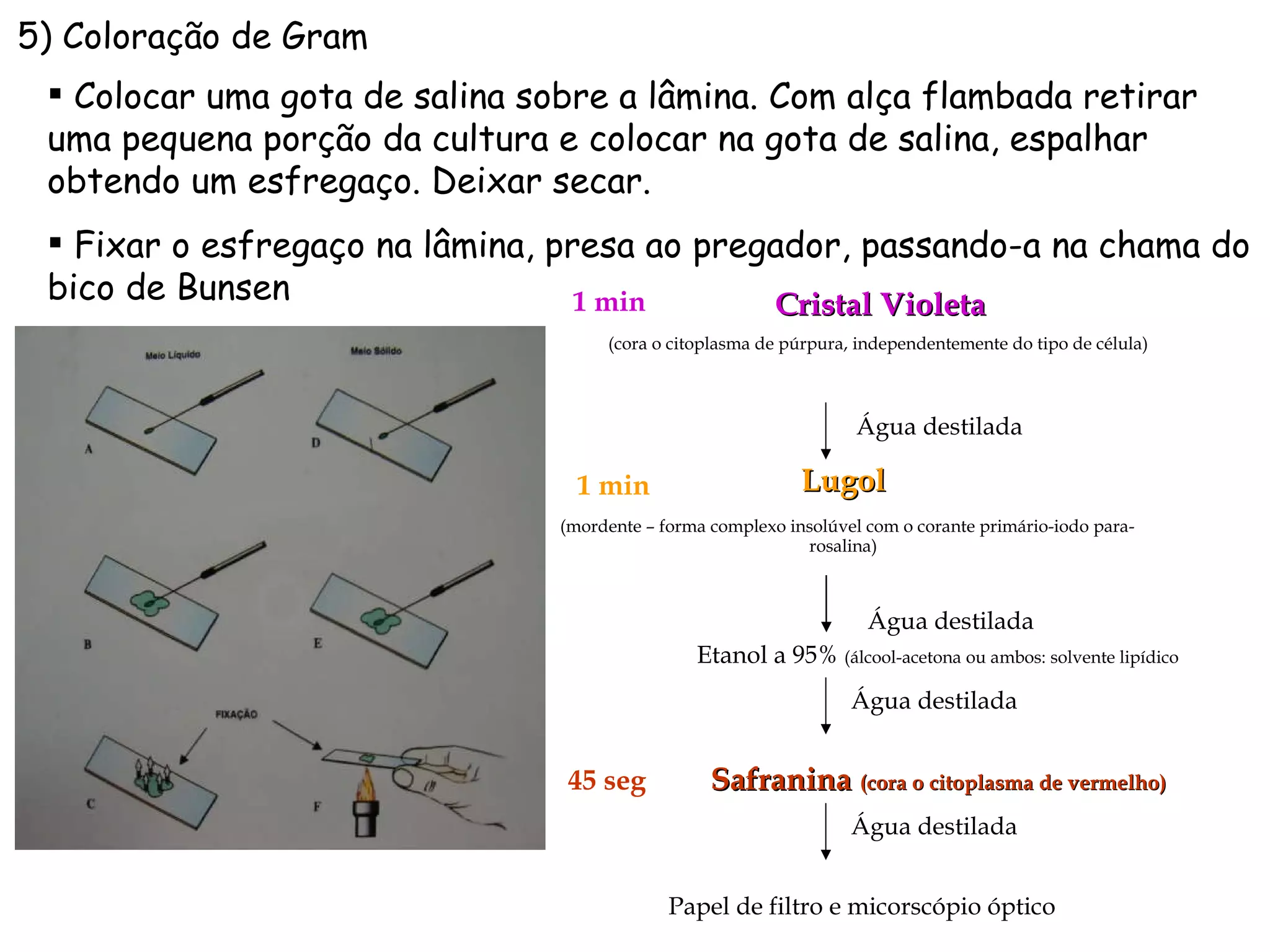 5) Coloração de Gram Colocar uma gota de salina sobre a lâmina. Com alça flambada retirar uma pequena porção da cultura e colocar na gota de salina, espalhar obtendo um esfregaço. Deixar secar. Fixar o esfregaço na lâmina, presa ao pregador, passando-a na chama do bico de Bunsen Lugol (mordente – forma complexo insolúvel com o corante primário-iodo para-rosalina) 1 min Água destilada Cristal Violeta (cora o citoplasma de púrpura, independentemente do tipo de célula)  1 min Água destilada Etanol a 95%  (álcool-acetona ou ambos: solvente lipídico  Água destilada Safranina  (cora o citoplasma de vermelho)   45 seg Água destilada Papel de filtro e micorscópio óptico 