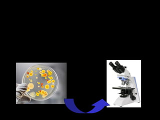 3ª: Presença de micro-organismos no ambiente
Observar a presença de diferentes colônias na superfície
das placas; observar os diferentes tipos de bactérias e fungos;
preparar lâminas e observa-las ao microscópia. Distinguir os
diferentes tipos microbianos.
Interpretação dos resultados
 