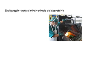 Incineração – para eliminar animais de laboratório
 